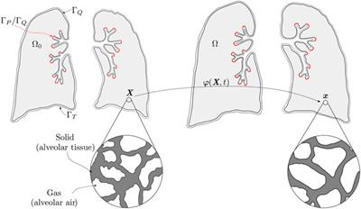 Whole-lung finite-element models for mechanical ventilation and respiratory research applications